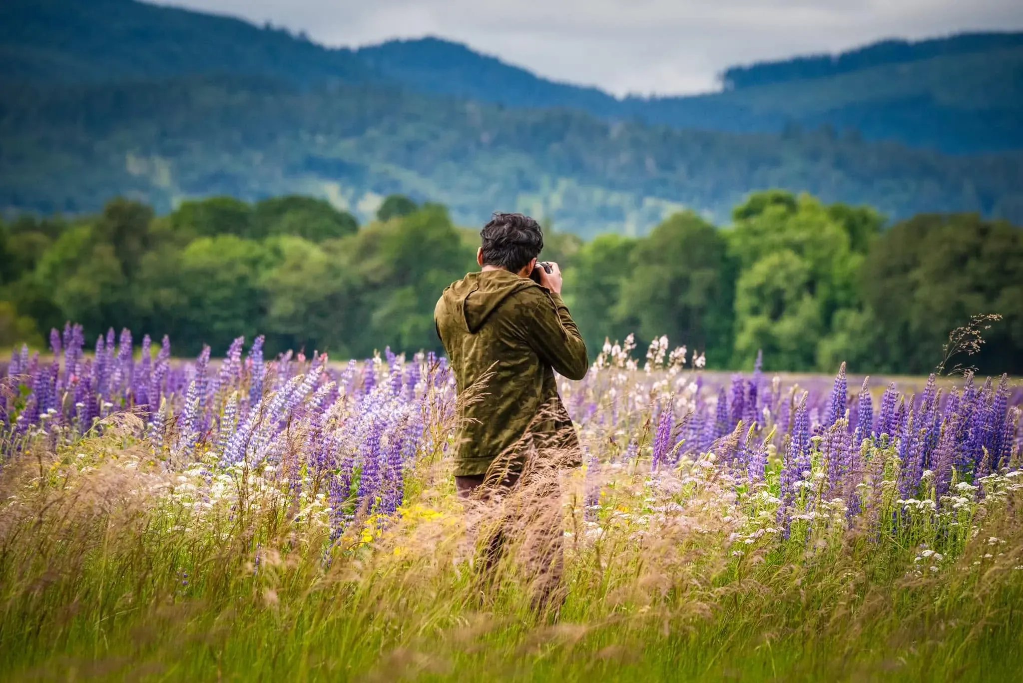 A photographer at work in a field of purple lupins