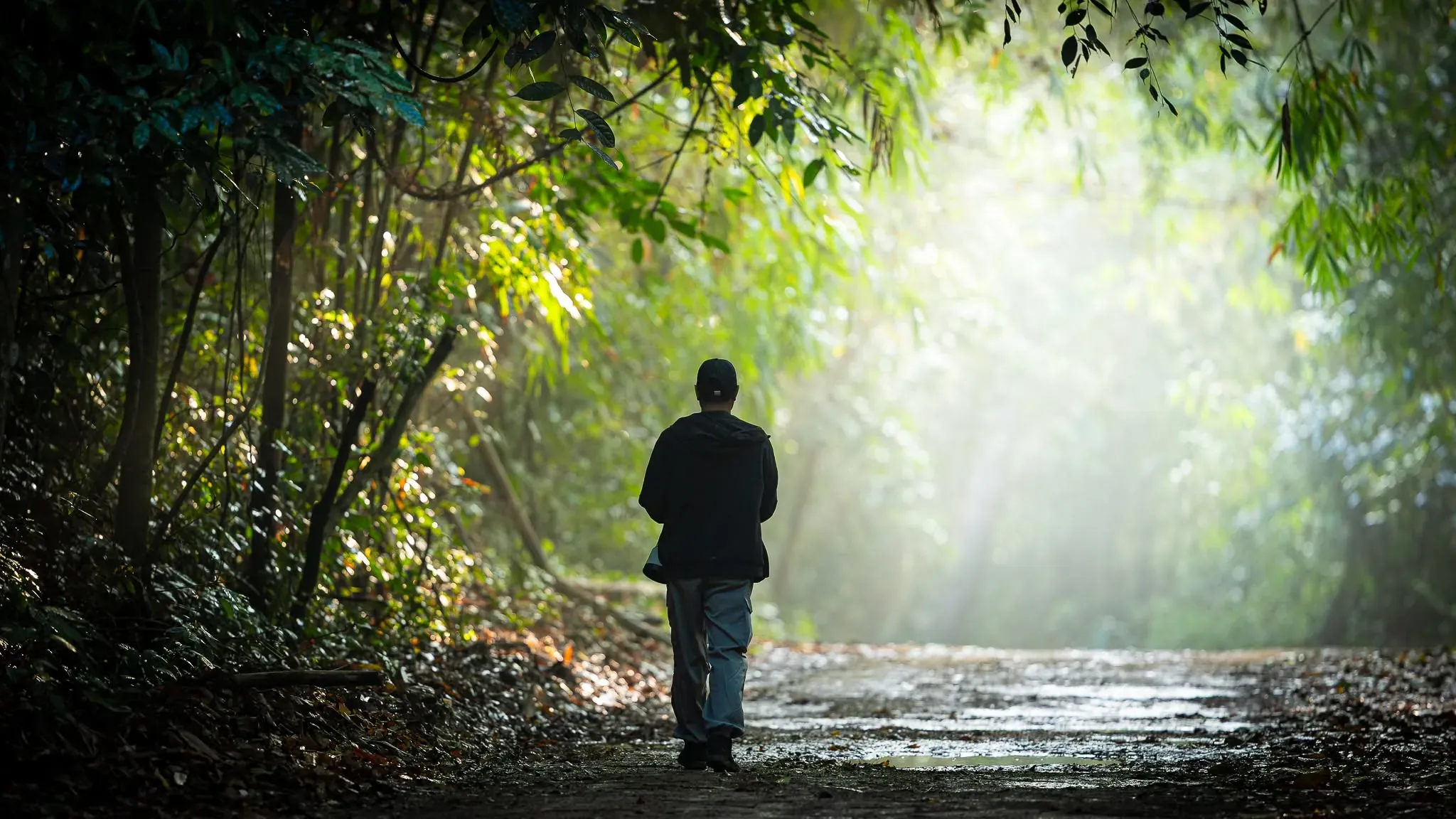 A lone figure walking a sunlit forest track