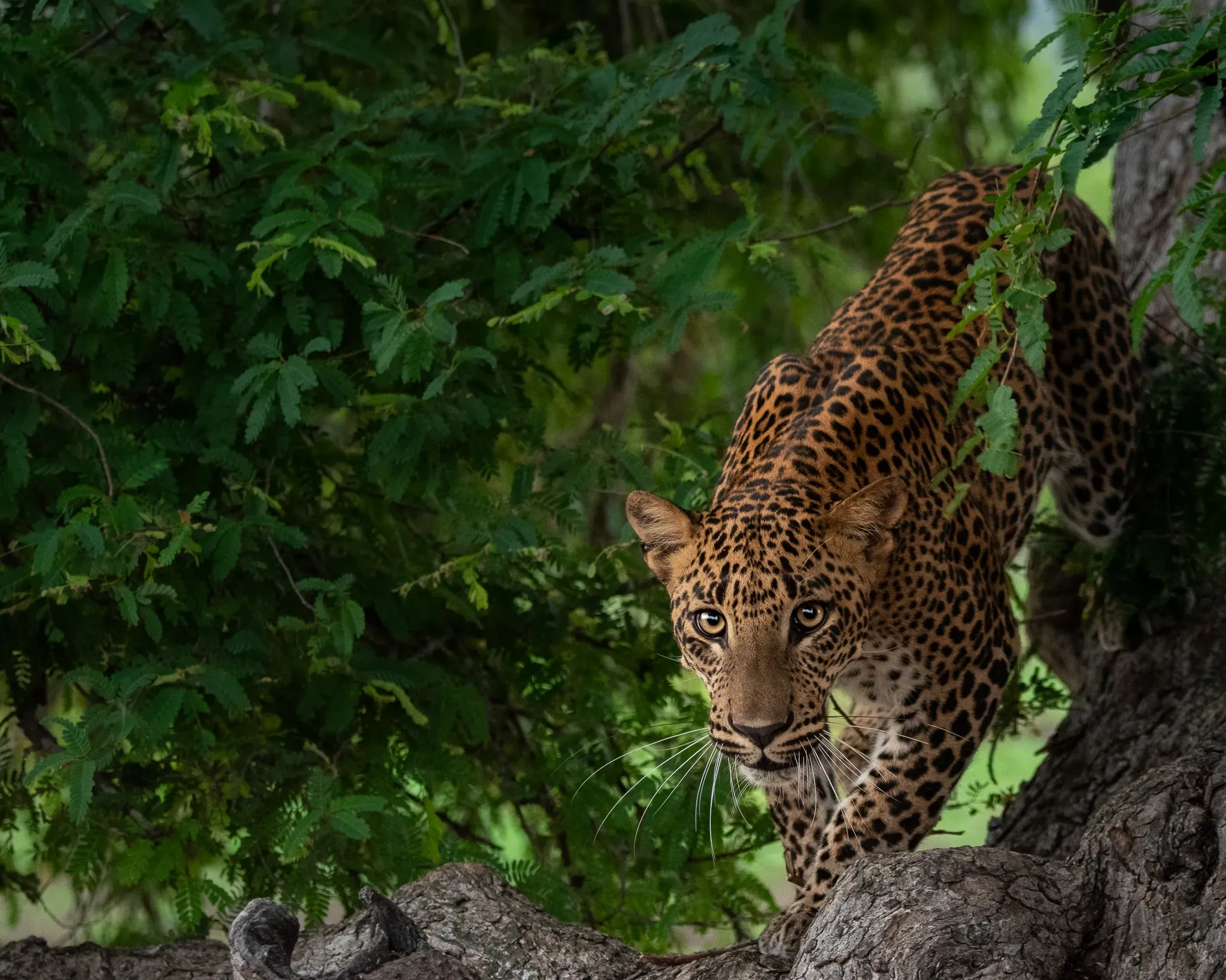 Leopard stepping down through dense green foliage