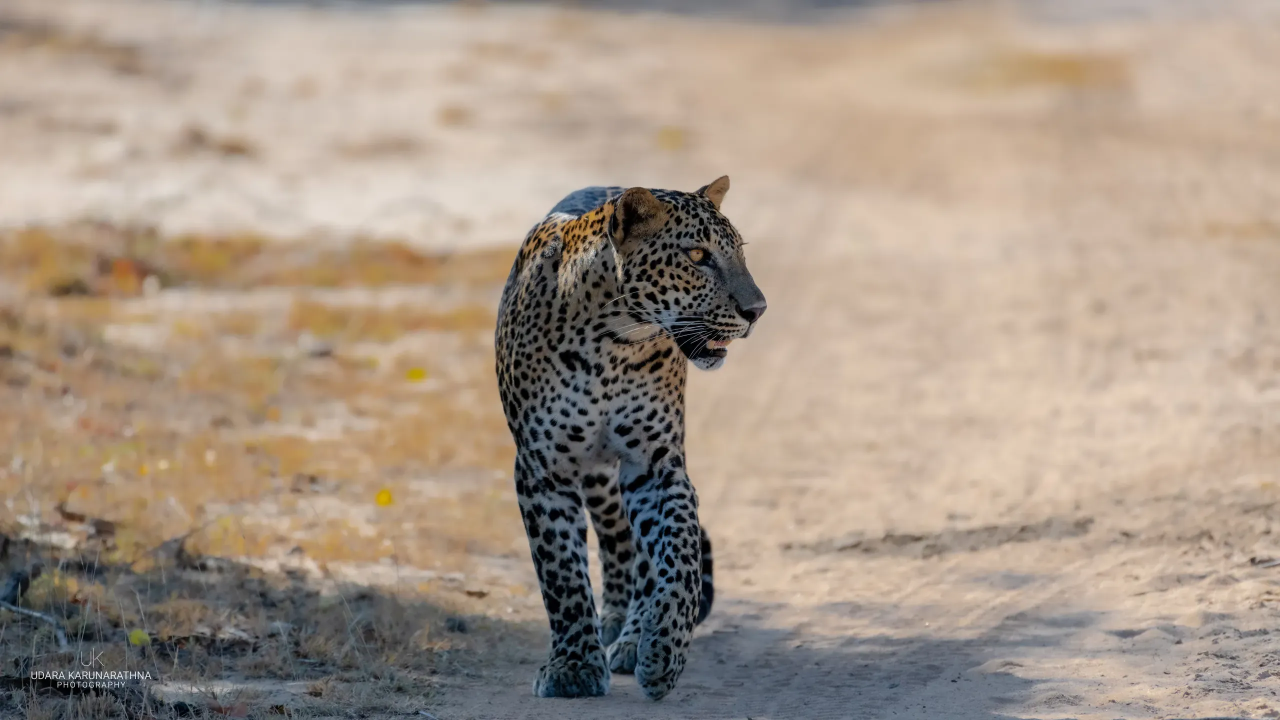 Leopard walking along a sandy park track