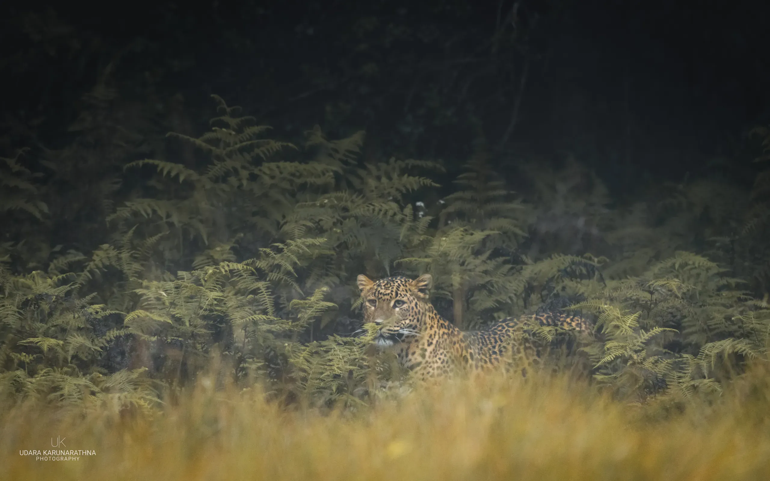 Leopard resting low among ferns and long grass