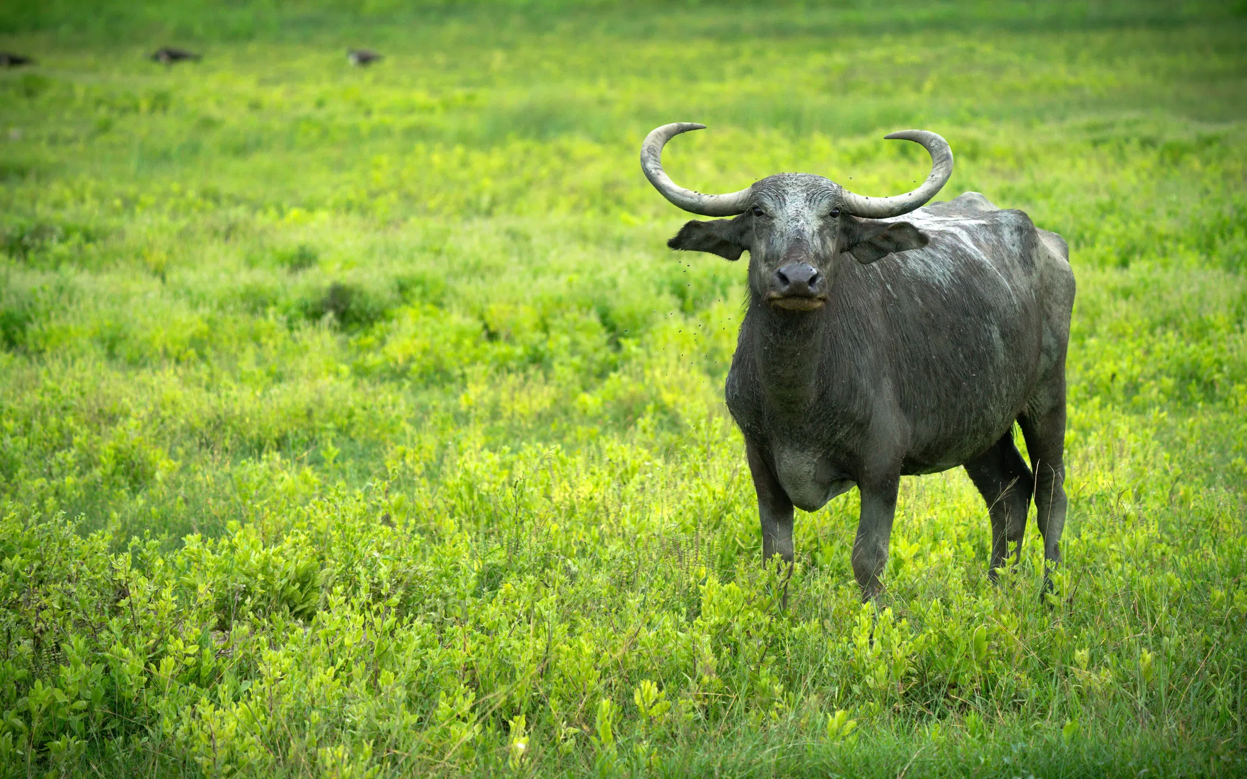Water buffalo standing in lush green grass