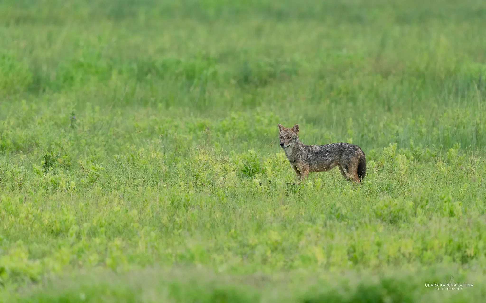 Golden jackal standing in green grassland