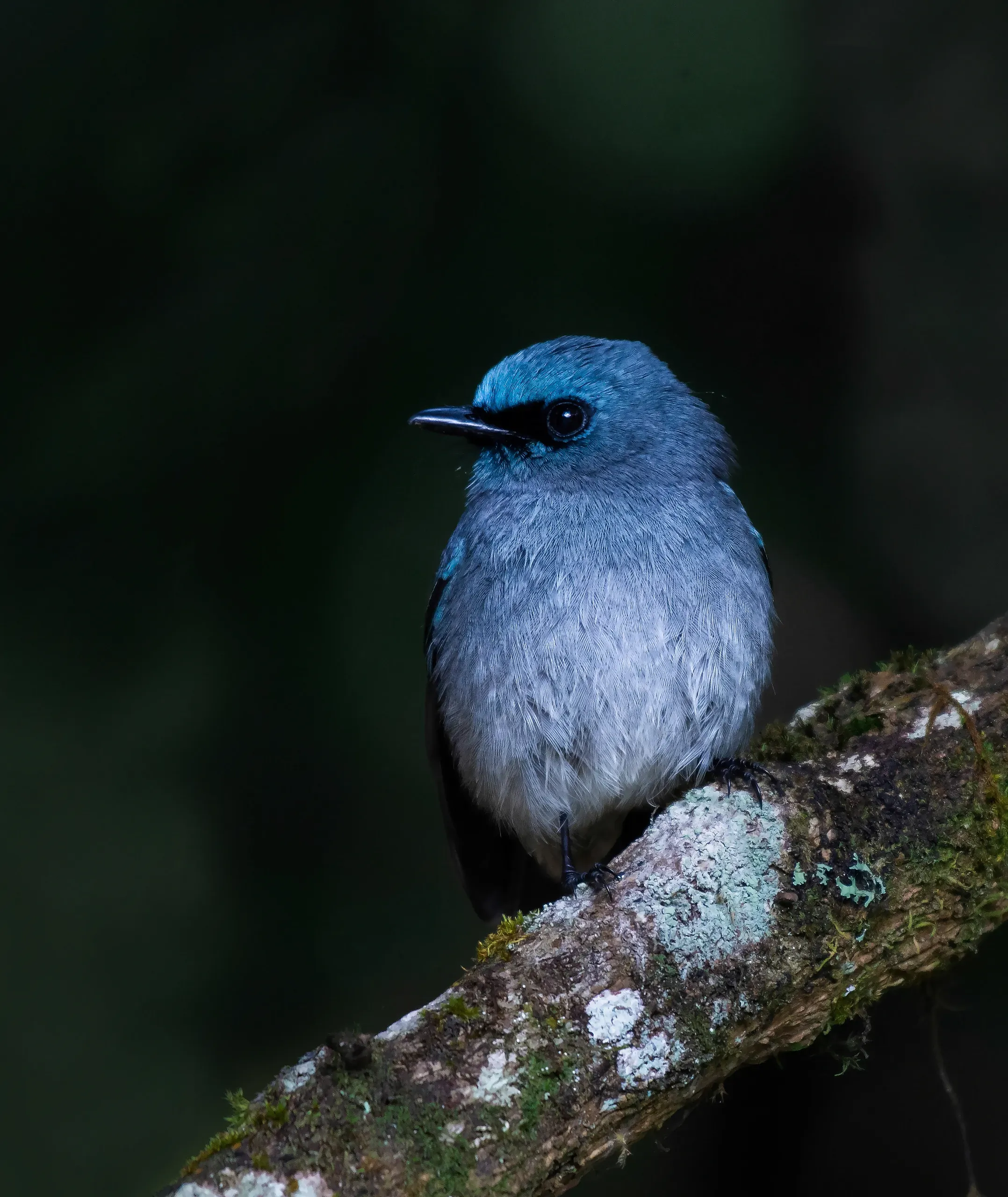 Dull-blue flycatcher perched on a mossy branch