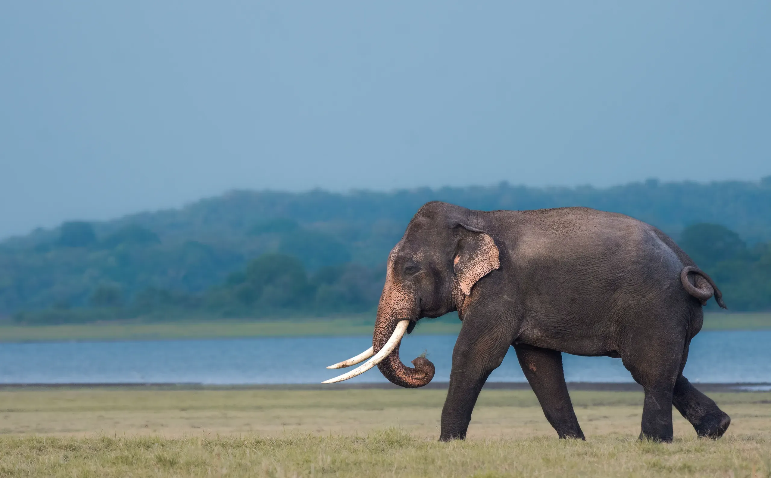 Tusker elephant walking along a lakeshore