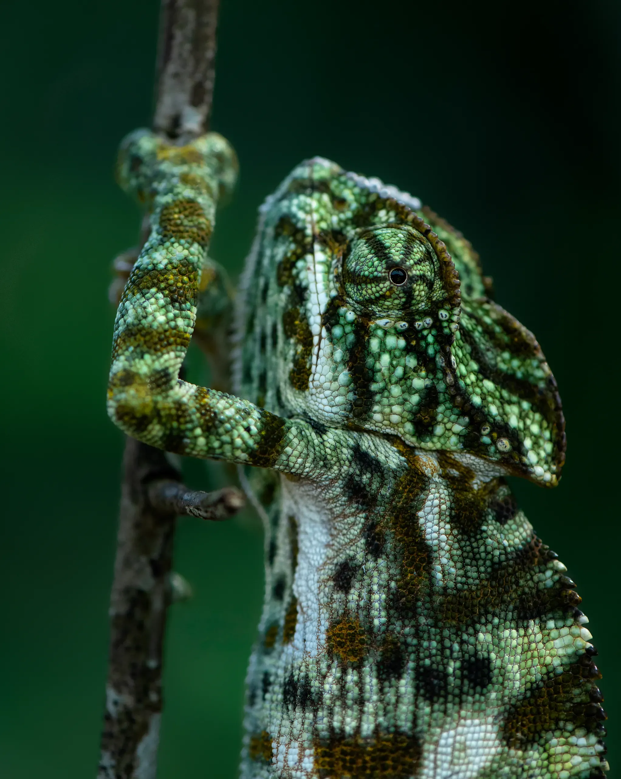 Indian chameleon climbing a vine