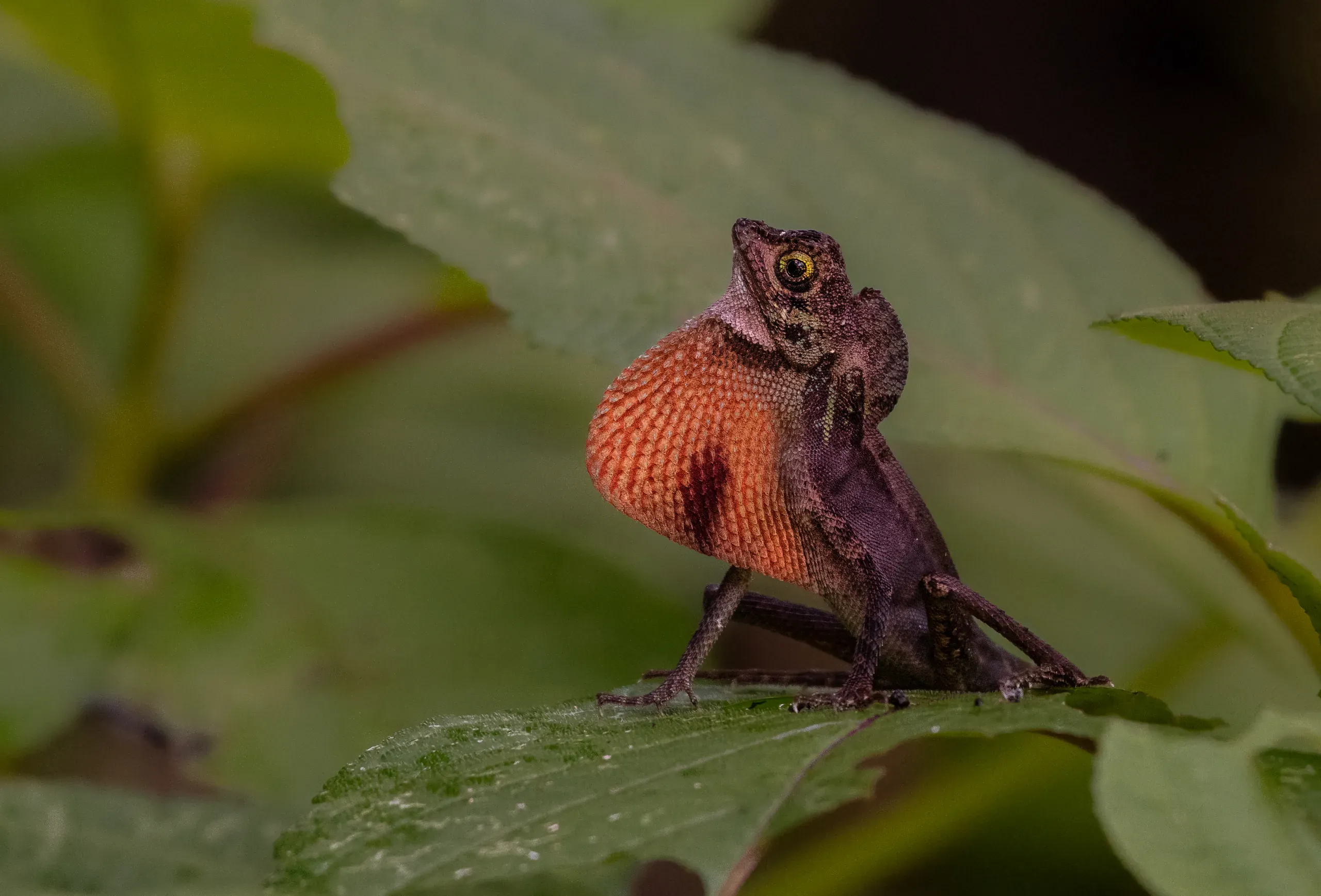 Lizard displaying a bright orange throat fan on a leaf