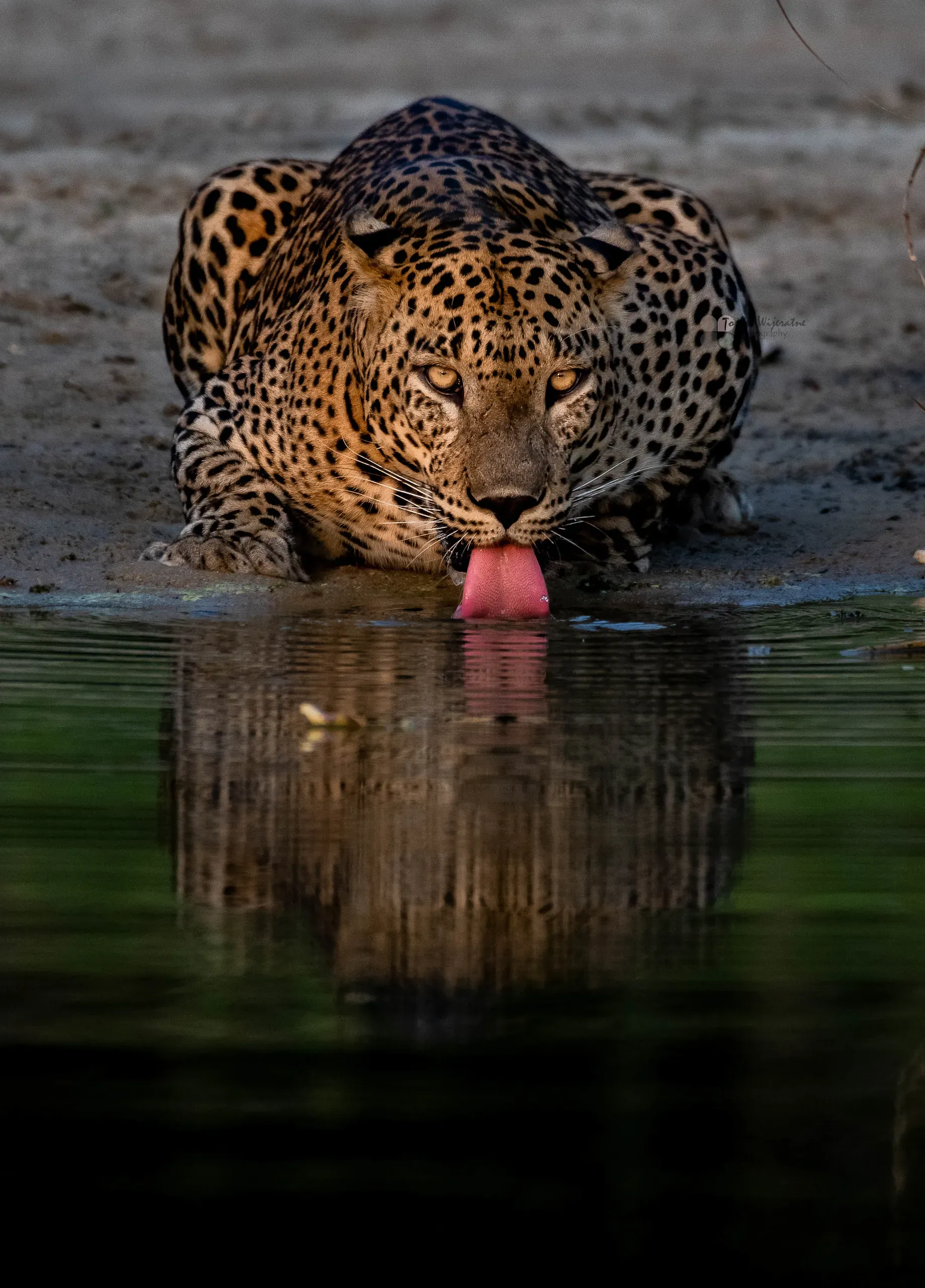 Leopard crouched at a waterhole, drinking, with its reflection below