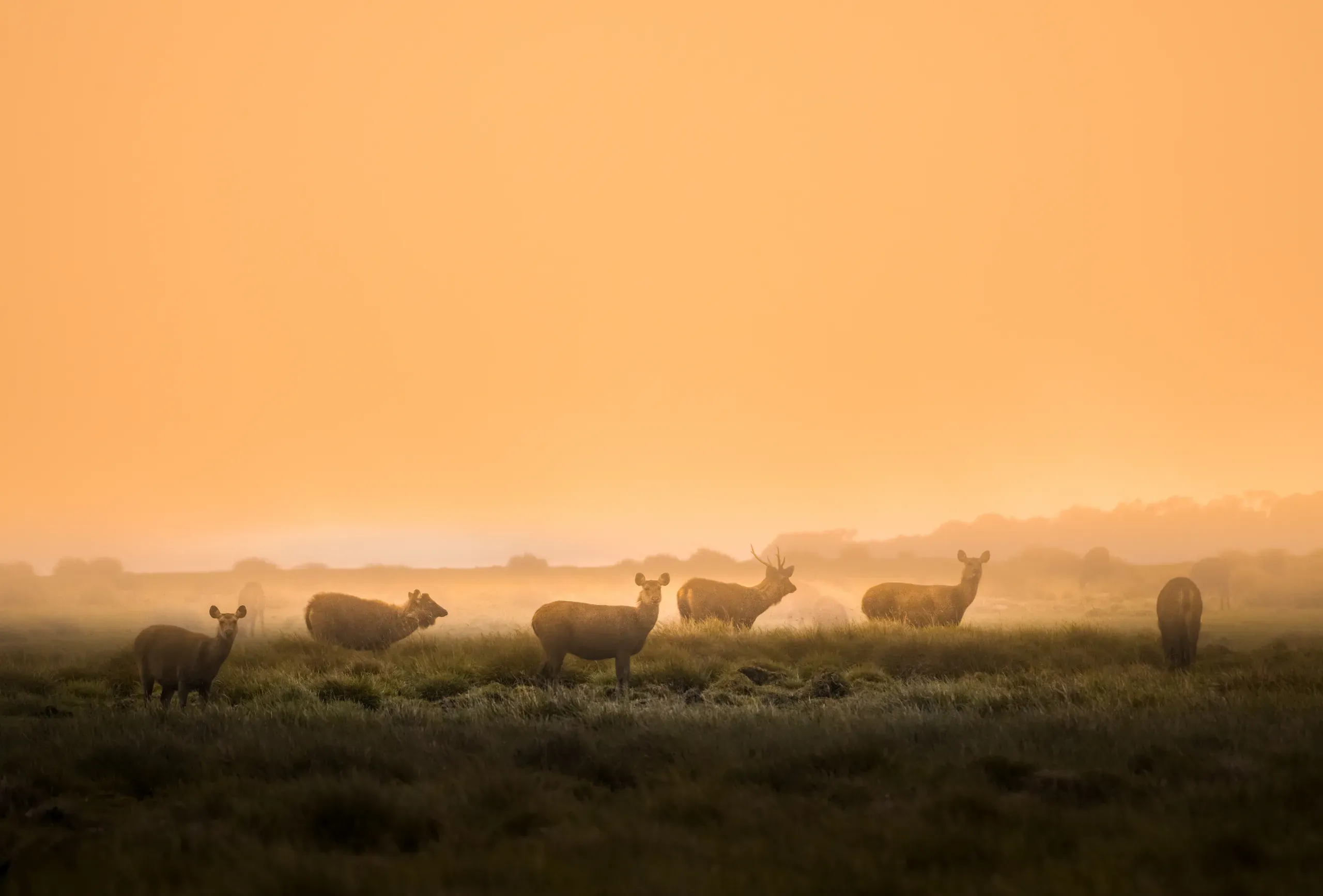 Herd of deer grazing in golden morning mist