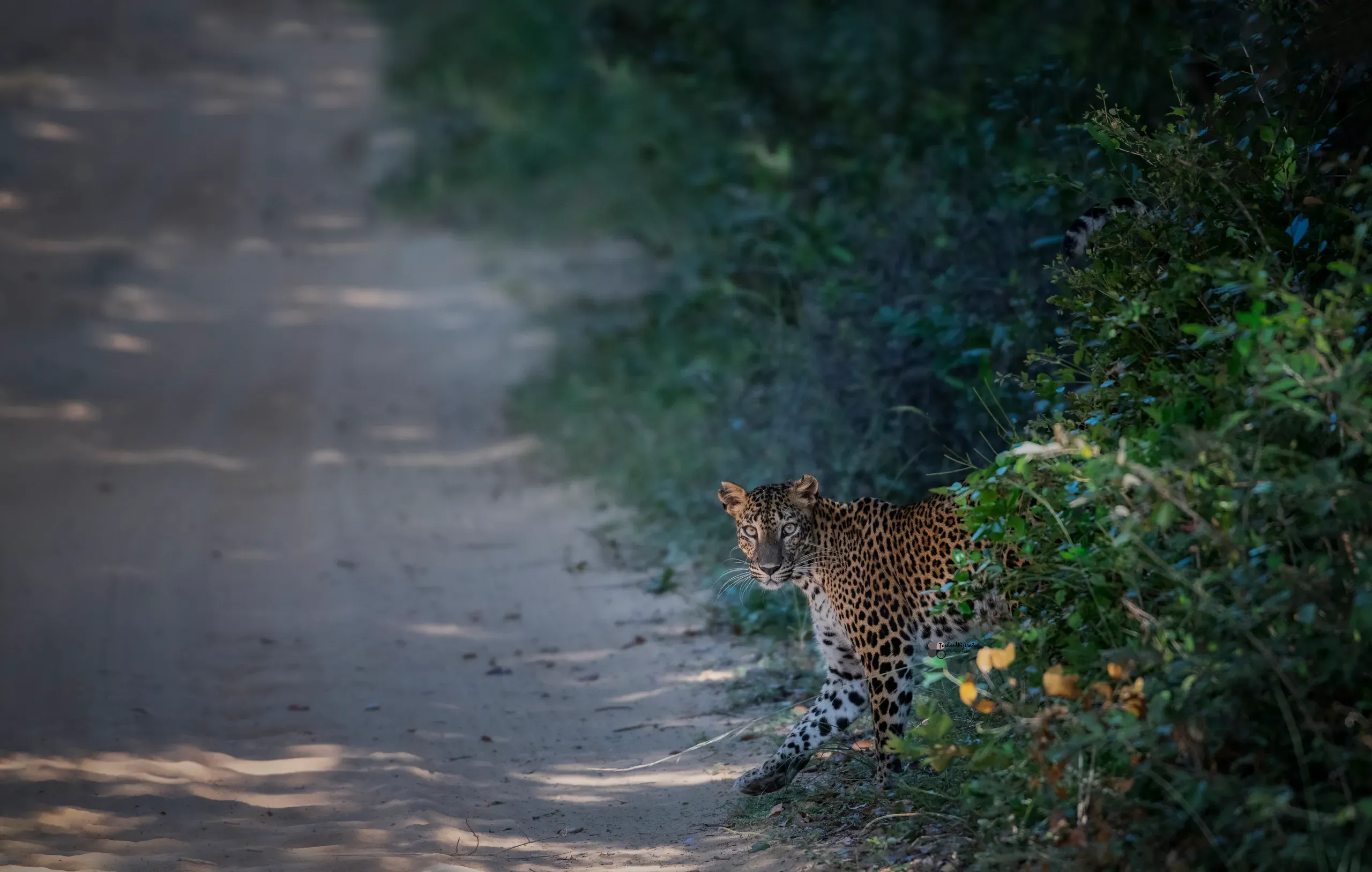 Leopard stepping out of the bush onto a jungle track