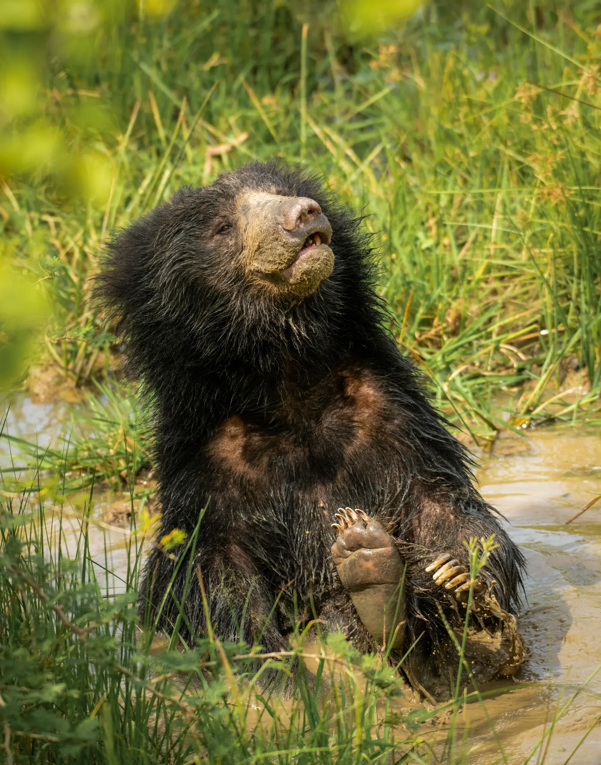 Sloth bear sitting in a shallow stream