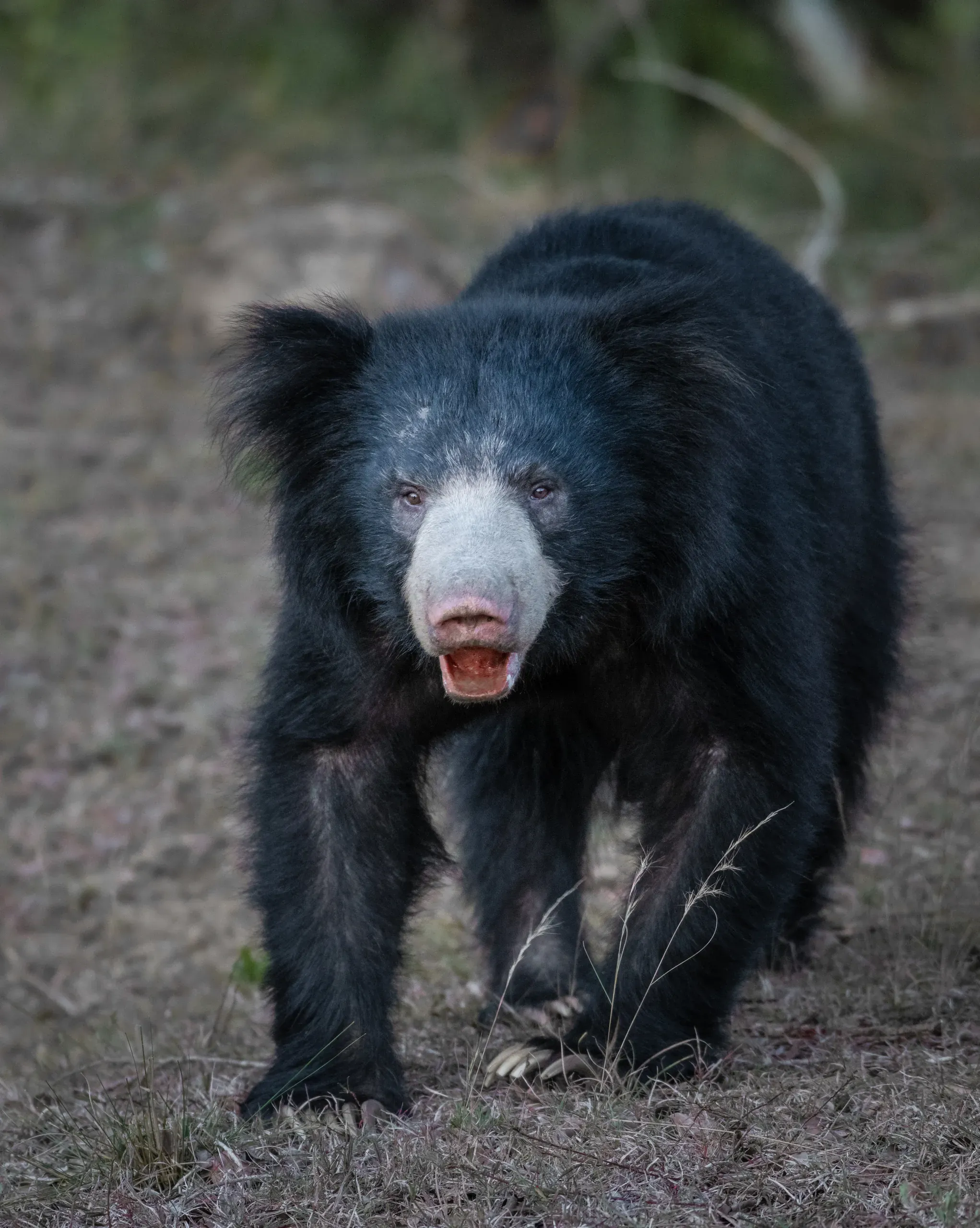 Sloth bear walking straight towards the camera