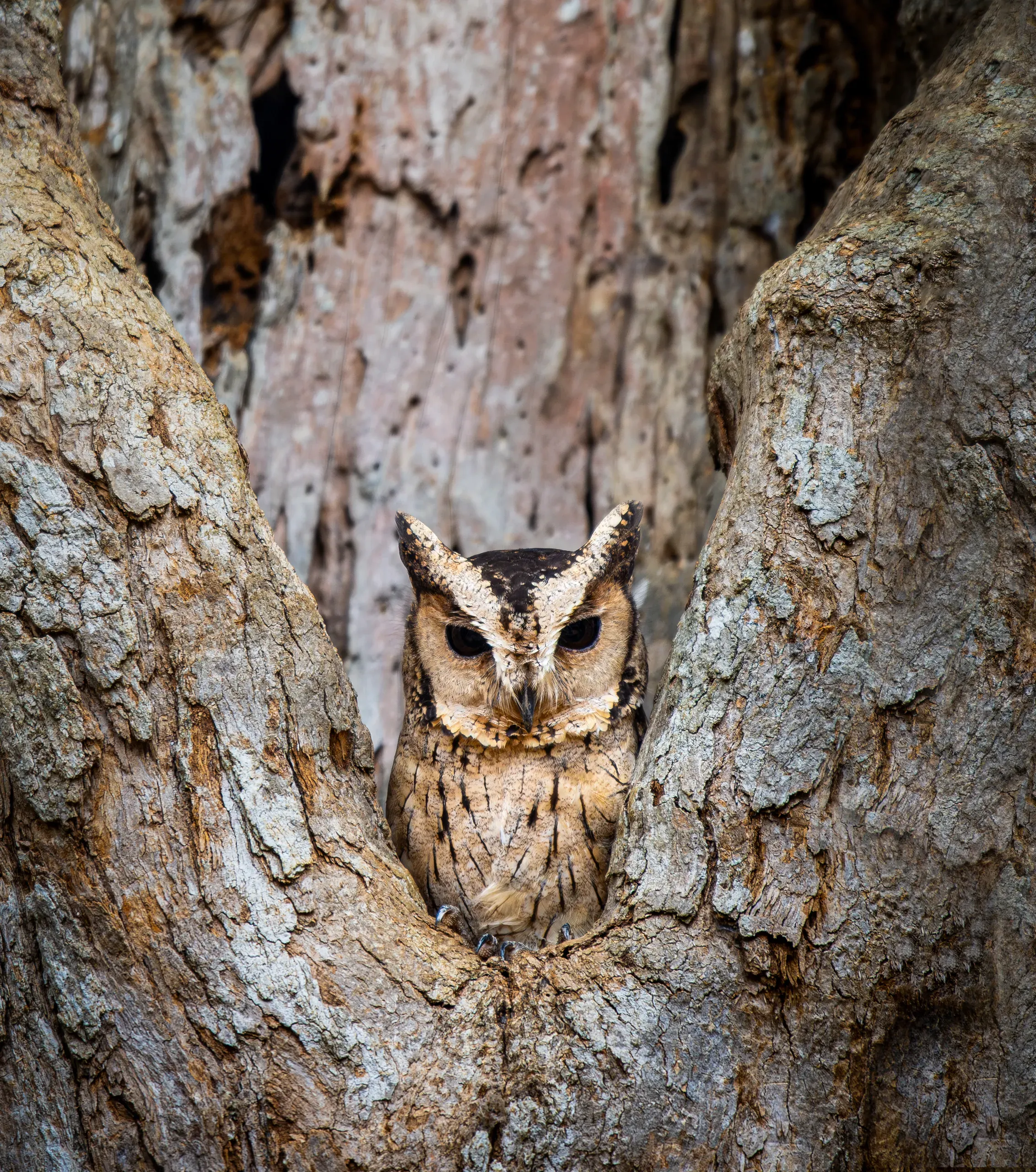 Scops owl peering out of the fork of a tree