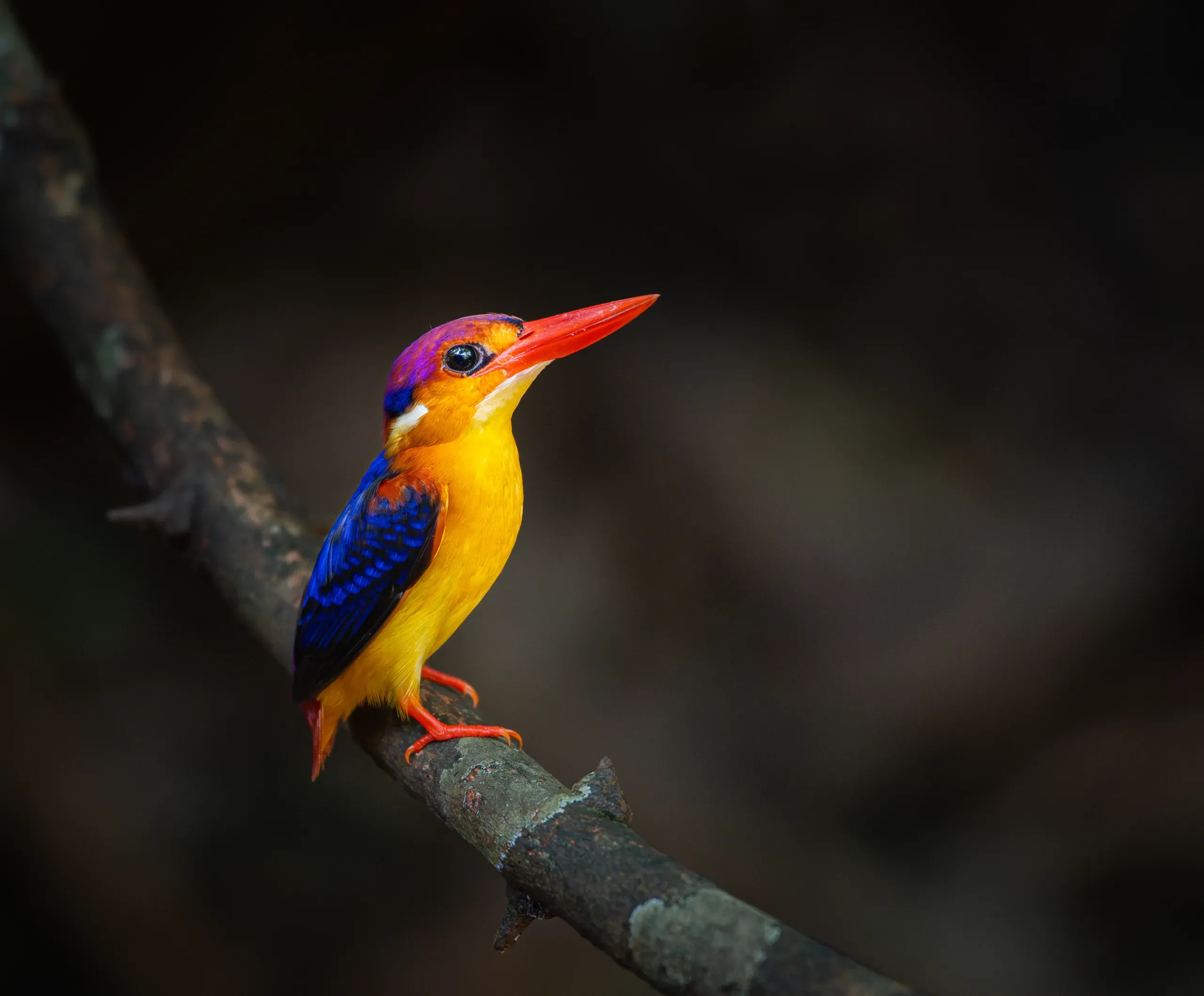 Black-backed dwarf kingfisher on a branch