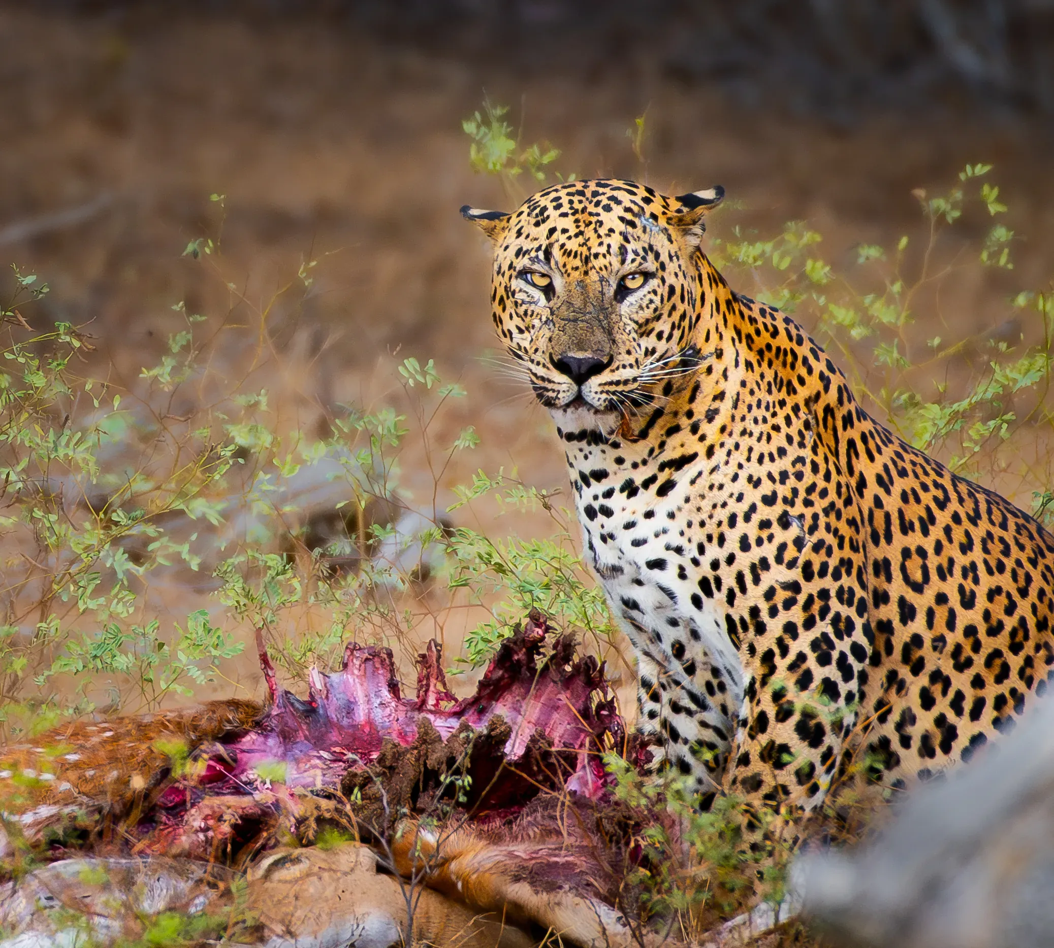 Leopard sitting beside its kill