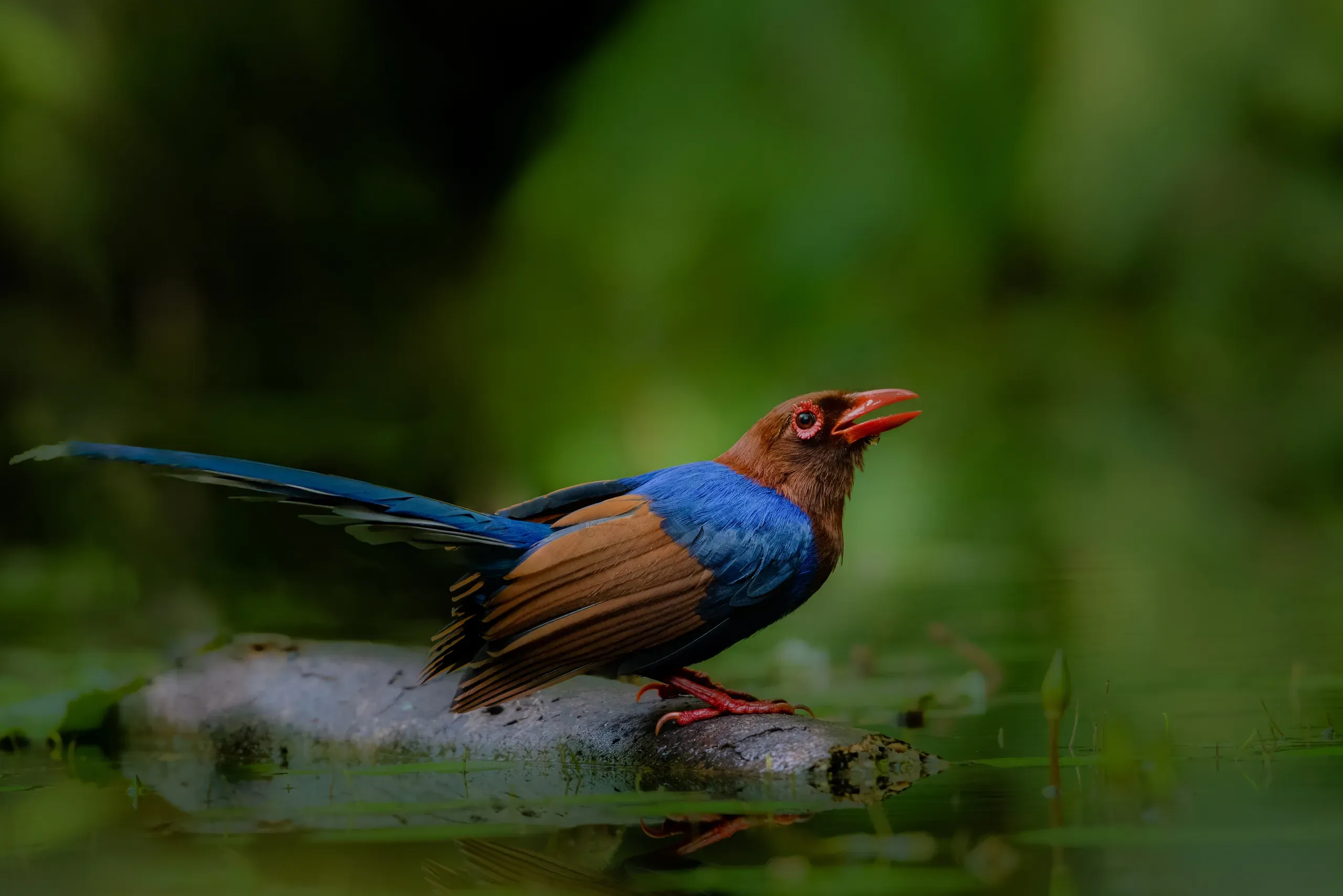 Sri Lanka blue magpie perched on a rock by water
