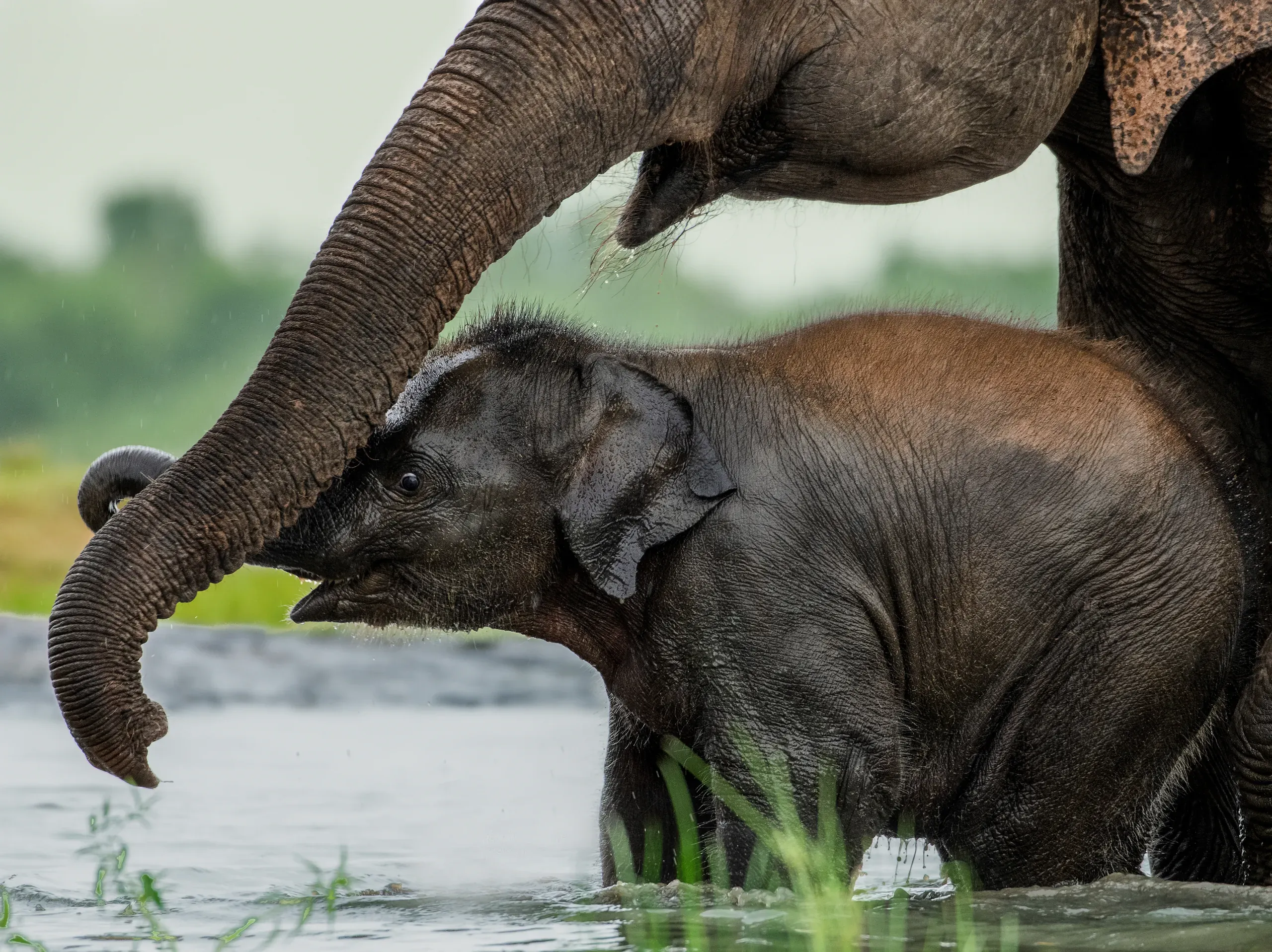 Elephant calf in the water beside its mother