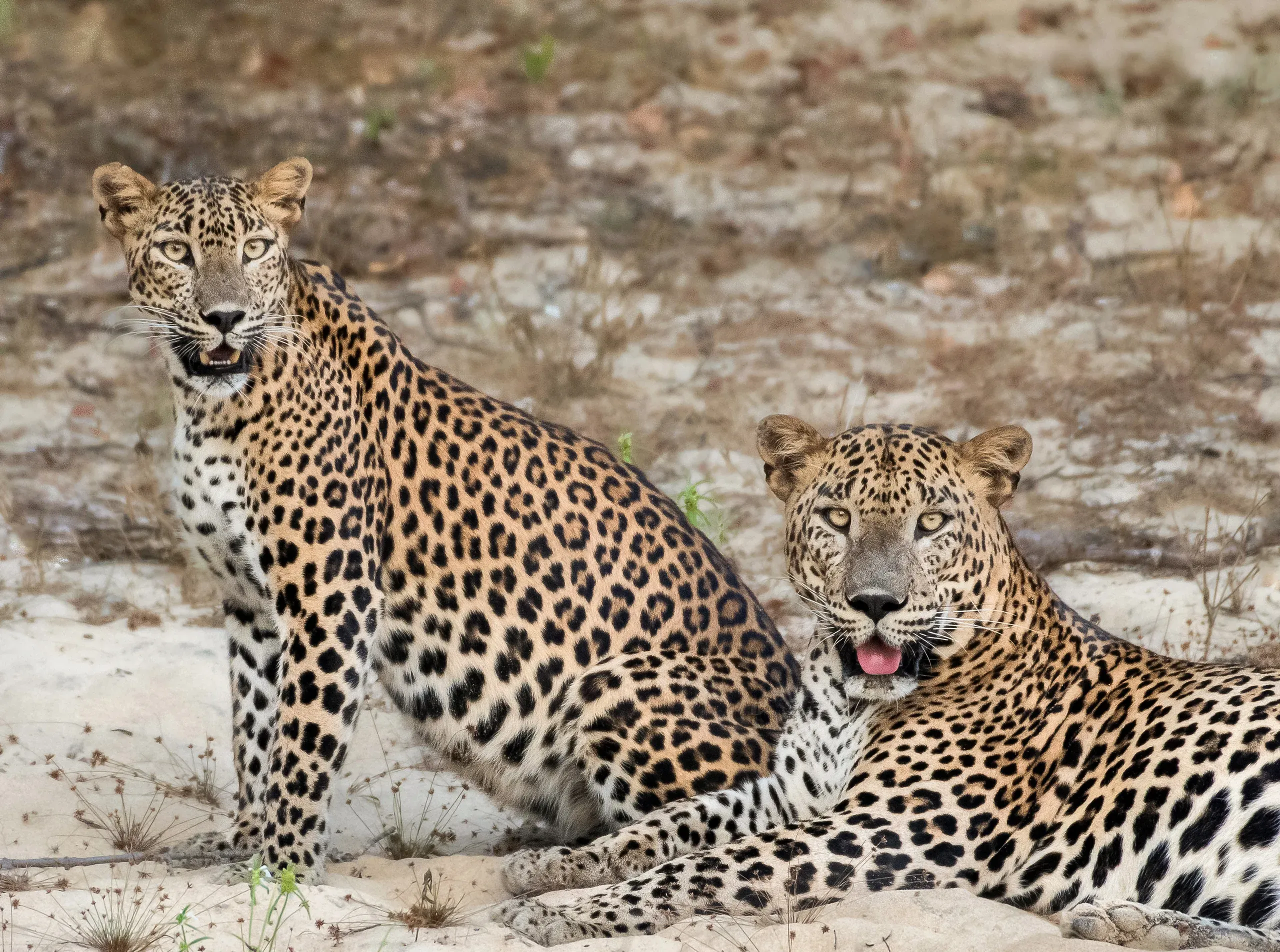 Two leopards resting on white sand