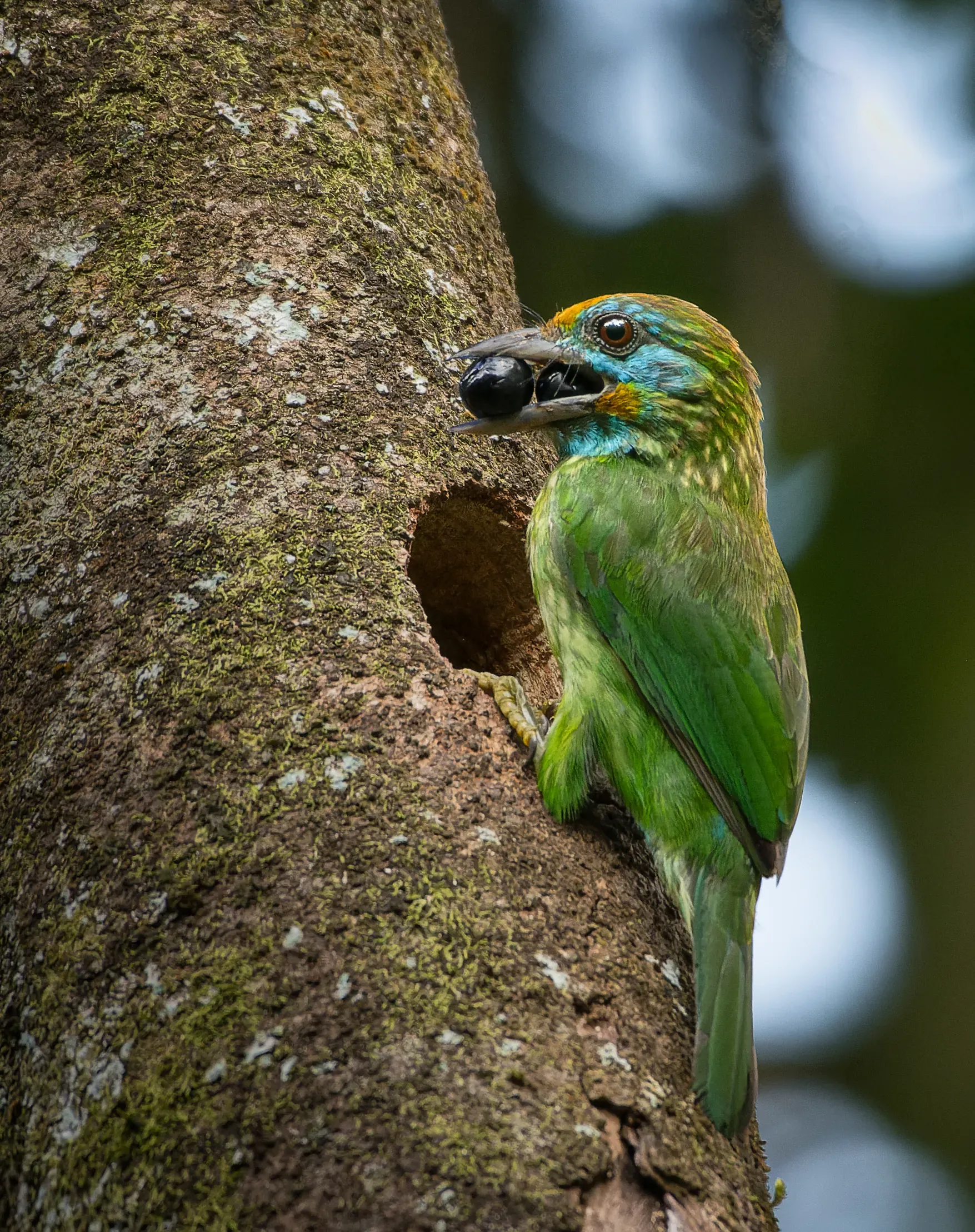 Yellow-fronted barbet at its nest hole with a berry