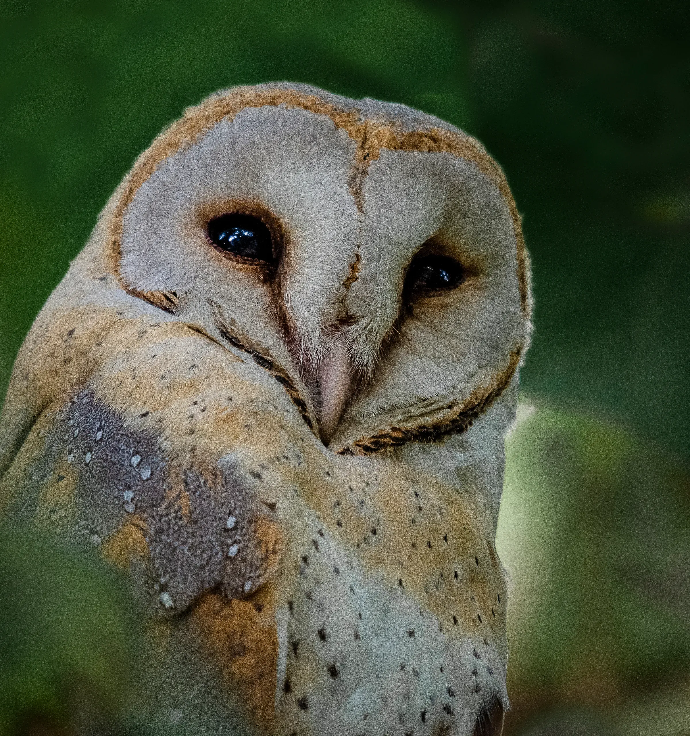 Barn owl looking over its shoulder