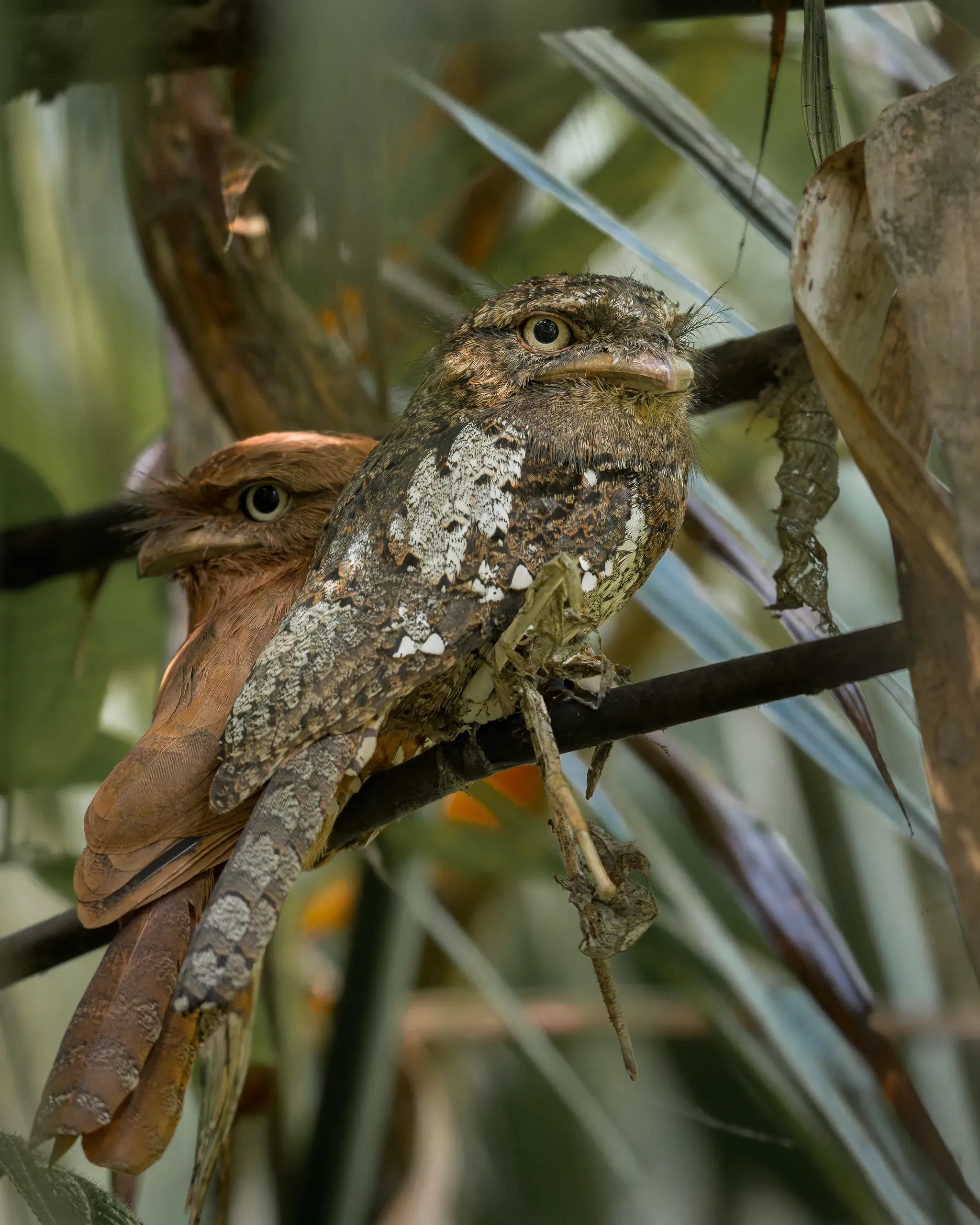 Pair of Sri Lanka frogmouths among palm fronds