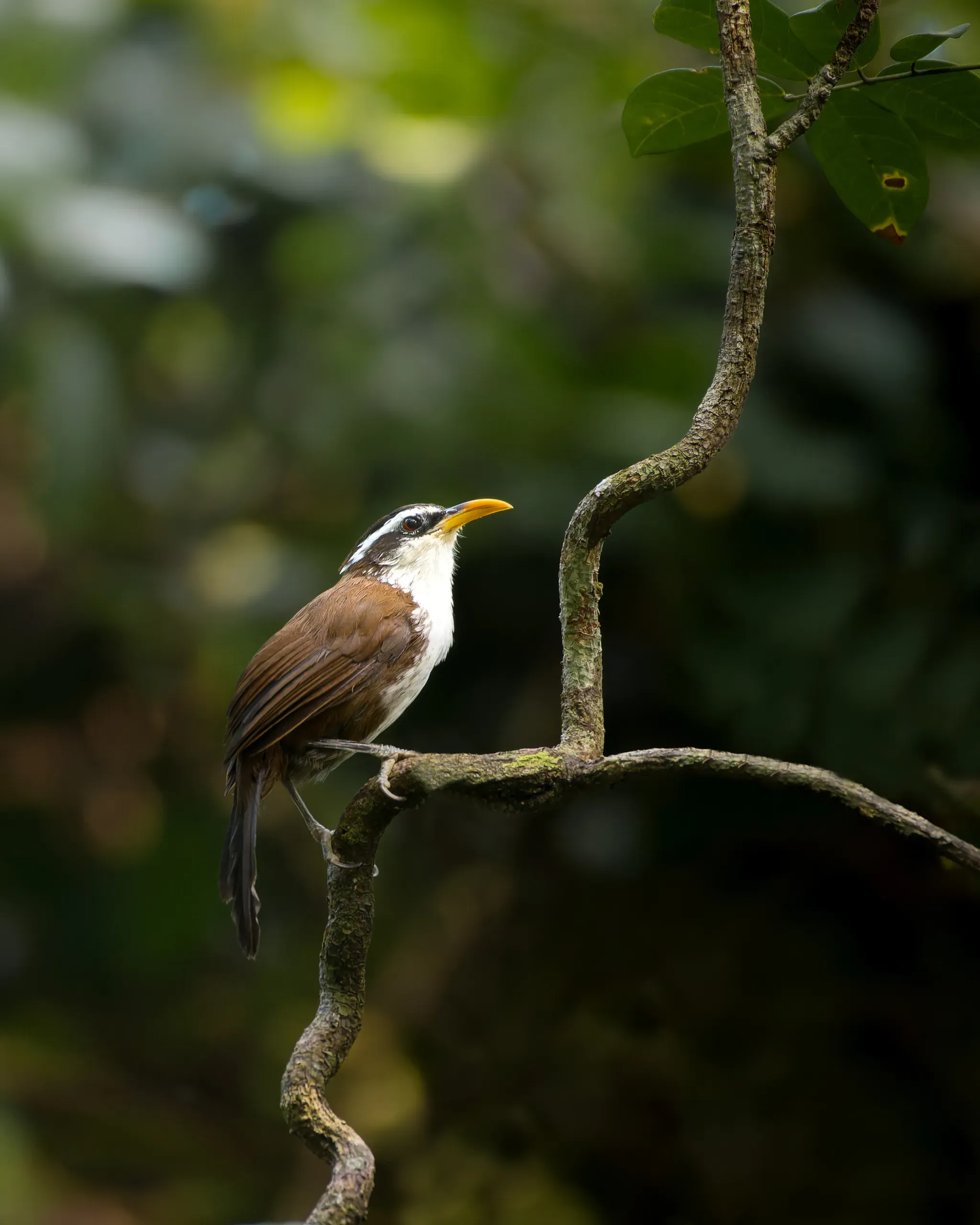 Scimitar babbler perched on a twisted vine