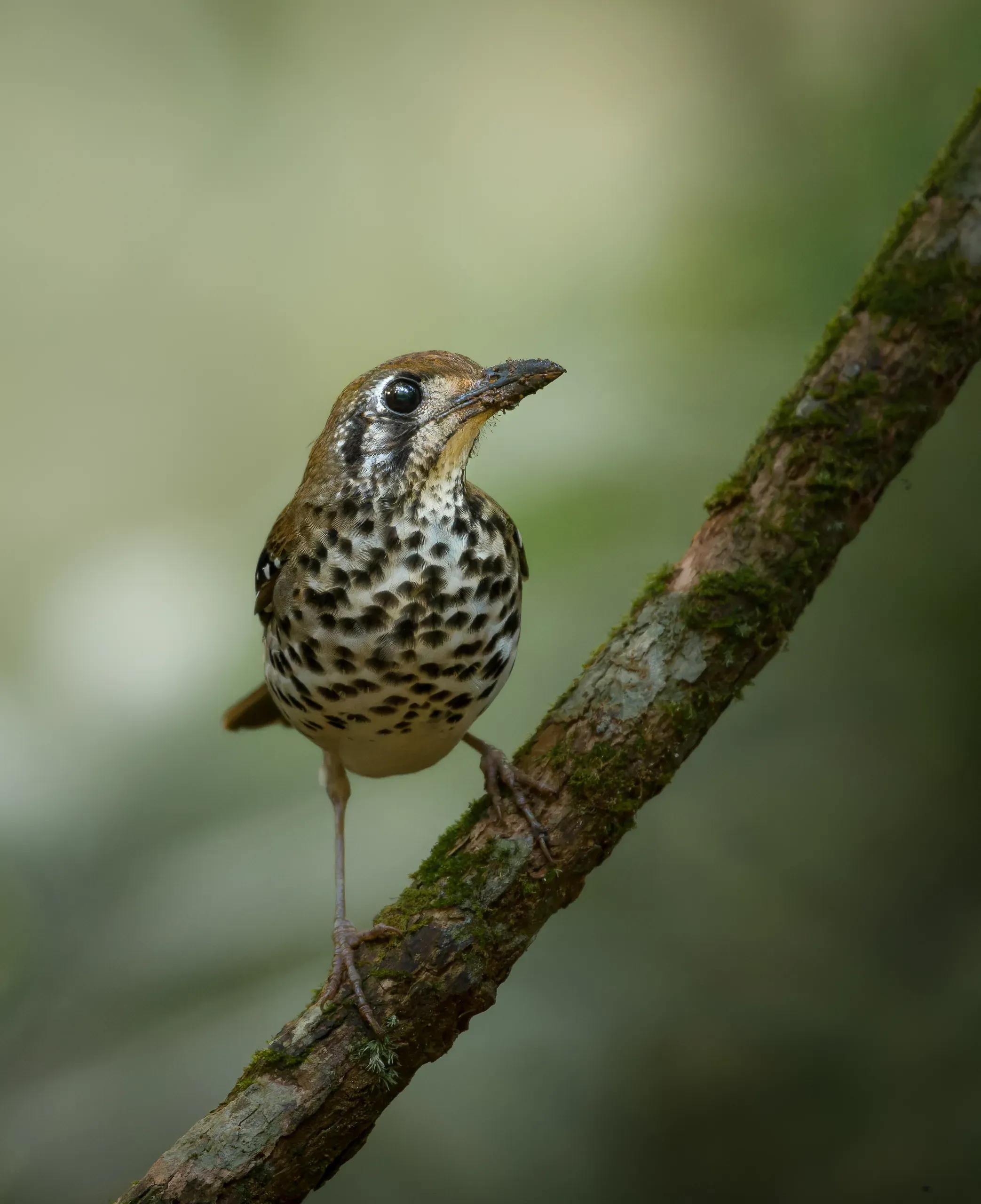 Spot-winged thrush on a mossy branch