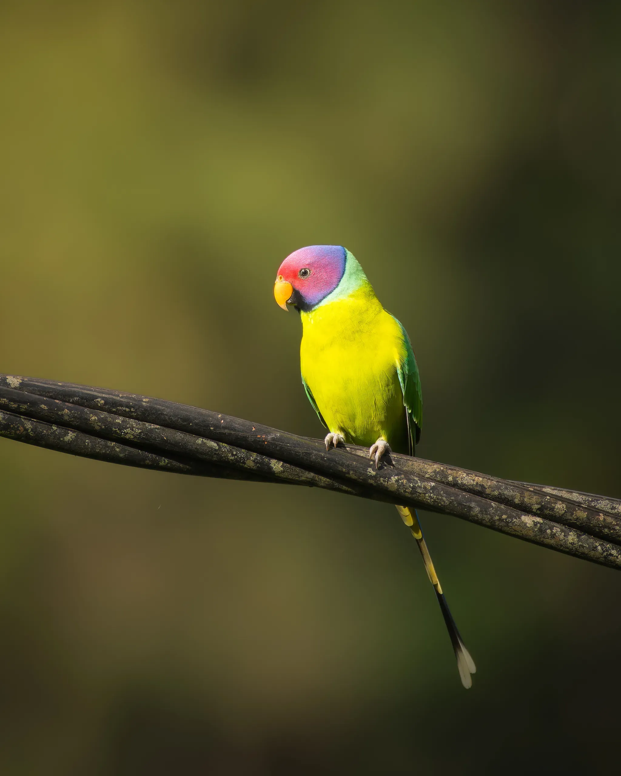 Plum-headed parakeet on a cable