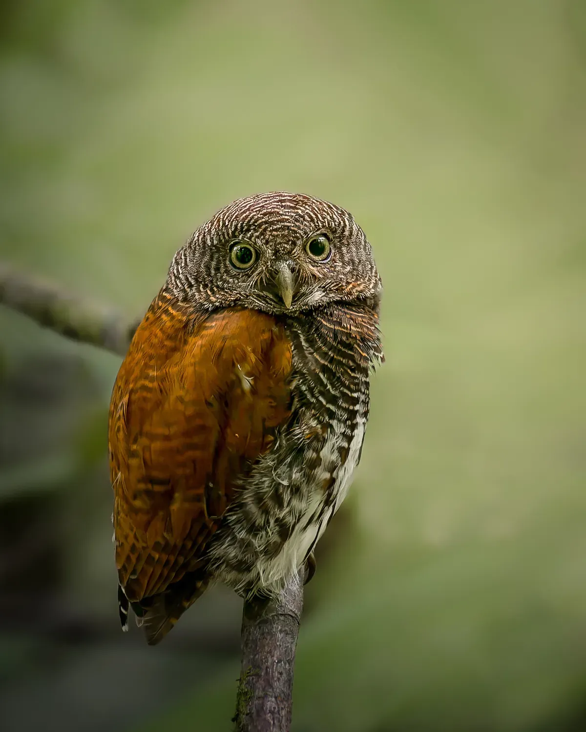 Chestnut-backed owlet on a branch
