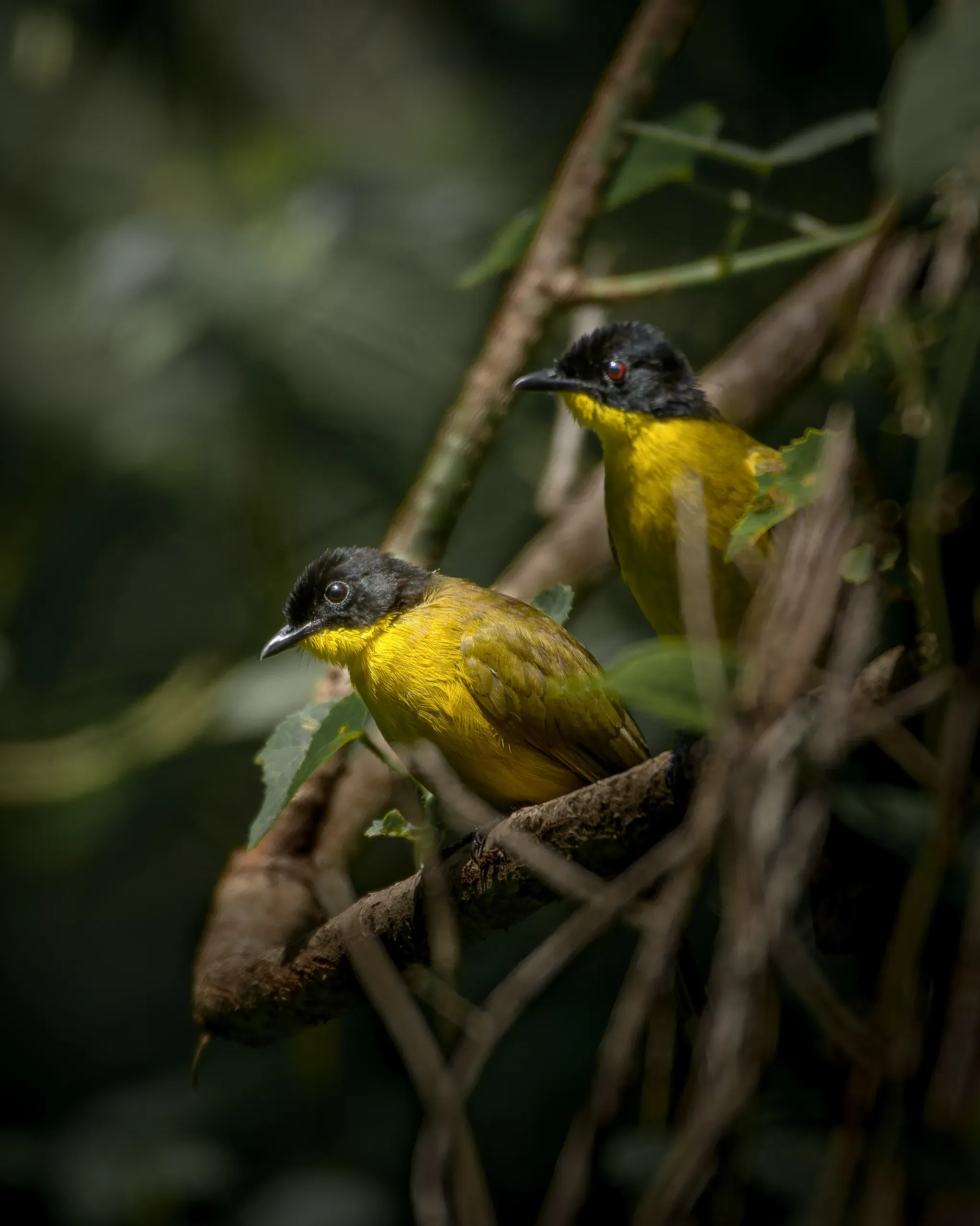 Pair of black-capped bulbuls in the undergrowth