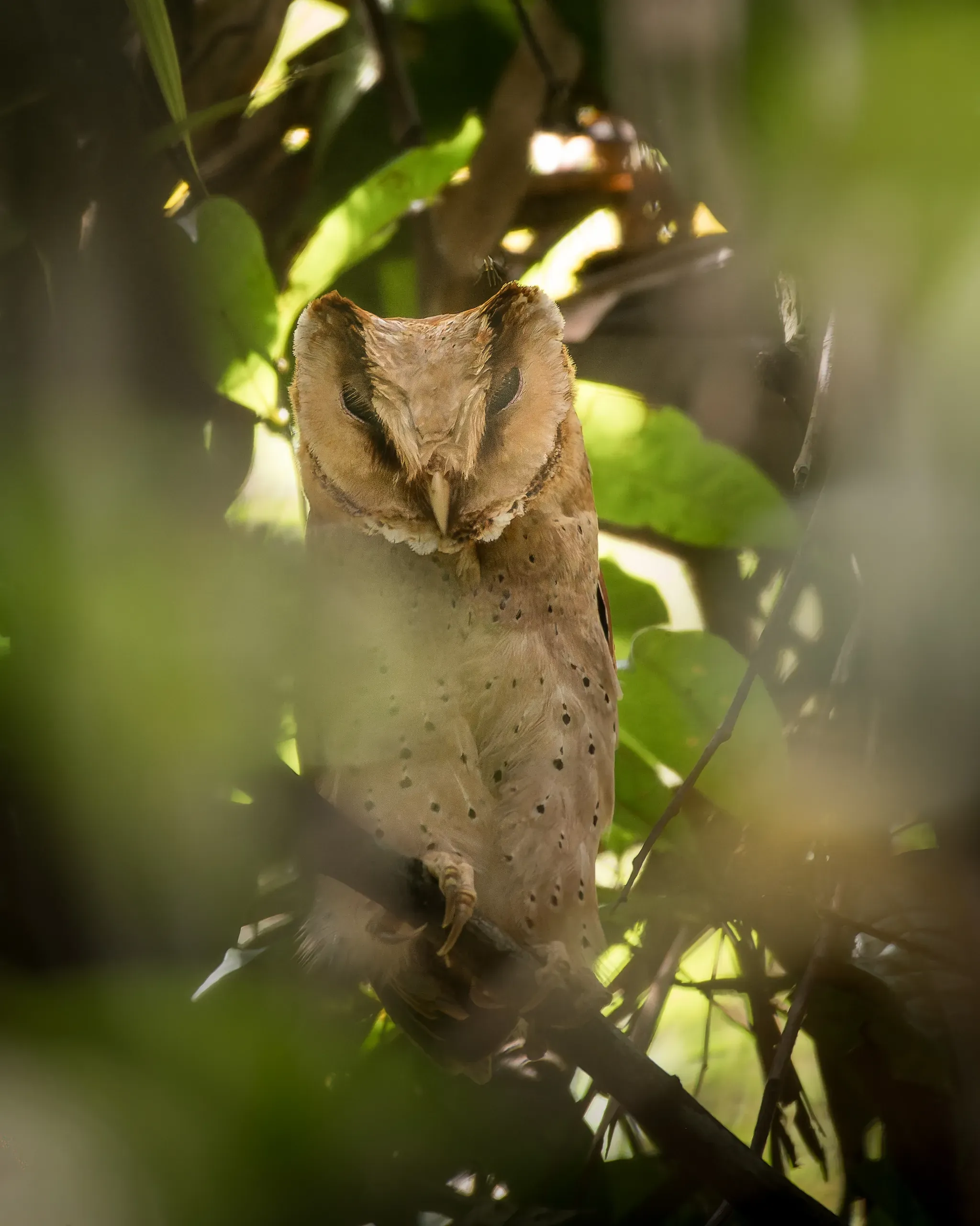 Sri Lanka bay owl among leaves